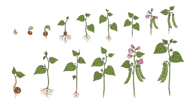 Illustrative sequence depicting the complete growth cycle of a bean plant, from a germinating seed to a mature plant bearing flowers and pods.