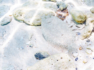 トゲダルマガレイ, Leopard flounder, Bothus pantherinus,...