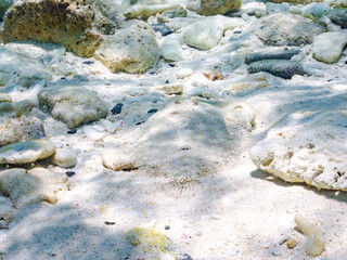 トゲダルマガレイ, Leopard flounder, Bothus pantherinus, ダルマカレイ科,
砂地にうまく擬態している。
美しいサンゴ礁と熱帯魚の群れ。
嘉比島沖縄県
島尻郡慶良間諸島座間味島-2025
サンゴの産卵があり卵が漂う。沖縄本島から40km西方の諸島。30以上の島嶼群全体が国立公園に指定。珊瑚礁の青い海と白い砂浜は世界屈指の美。貴重な動植物が多数生息。
