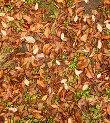Brown fallen leaves covering the forest ground in autumn