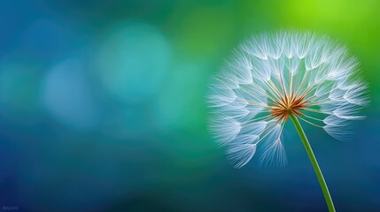 Close up macro photo of a delicate white dandelion seed head with water droplets on its fine strands isolated against a blurred background of vibrant blue and green bokeh lights