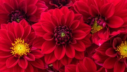 Close-up of vibrant red dahlia flowers in full bloom, showcasing intricate petal details and bright yellow centers.