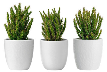 three potted cacti isolated on transparent background.