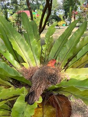 Hen nesting on bird’s nest fern in tropical garden