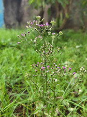 A wild plant with delicate purple flowers and green foliage.