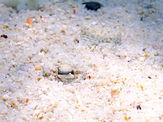 トゲダルマガレイ, Leopard flounder, Bothus pantherinus, ダルマカレイ科,
砂地にうまく擬態している。
美しいサンゴ礁と熱帯魚の群れ。
嘉比島沖縄県
島尻郡慶良間諸島座間味島-2025
サンゴの産卵があり卵が漂う。沖縄本島から40km西方の諸島。30以上の島嶼群全体が国立公園に指定。珊瑚礁の青い海と白い砂浜は世界屈指の美。貴重な動植物が多数生息。
