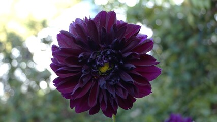 
Beautiful purple flower