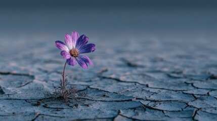 Colorful flower blooming in cracked earth during dry conditions, showcasing resilience and beauty in nature