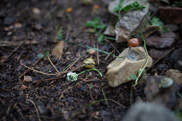 Rocks and snails. Natural colors. The stones are lying on the ground.