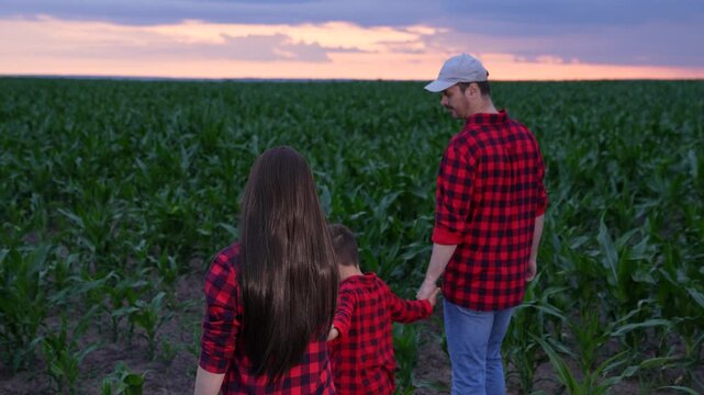 mother father child holding hands, happy people man woman child, Sharing dreams in the field, Connected by blood and love, Rural family moments, Twilight brings magic mood, Green crops promise future