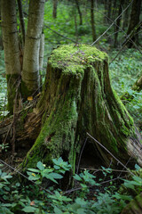 In the woods, you can see a big stone. It is old and has moss on it.