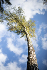 A tall birch tree against a background of clouds. A tree against the sky. Beautiful birch trunk.