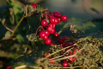 Red wild berries. Berries in the sunlight. Red is the color in nature.