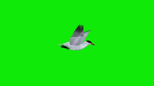 Common Tern - Sea Bird -  Flying Loop - Aerial Side Close Up View - Green Screen - Realistic 3D animation isolated on chroma key background