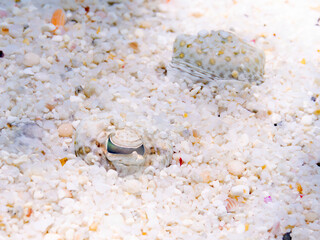 トゲダルマガレイ, Leopard flounder, Bothus pantherinus, ダルマカレイ科,
砂地にうまく擬態している。
美しいサンゴ礁と熱帯魚の群れ。
嘉比島沖縄県
島尻郡慶良間諸島座間味島-2025
サンゴの産卵があり卵が漂う。沖縄本島から40km西方の諸島。30以上の島嶼群全体が国立公園に指定。珊瑚礁の青い海と白い砂浜は世界屈指の美。貴重な動植物が多数生息。
