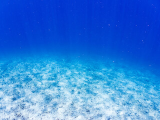 Fototapeta premium コバンアジ, Small spotted dart, Trachinotus baillonii, アジ科, 美しい白砂ビーチの半水面撮影。 観光客やパラソルも見える。 美しいサンゴ礁と熱帯魚の群れ。 嘉比島沖縄県 島尻郡慶良間諸島座間味島-2025 サンゴの産卵があり卵が漂う。沖縄本島から40km西方の諸島。30以上の島嶼群全体が国立公園に指定。珊瑚礁の青い海と白い砂浜は世界屈指の美。貴重