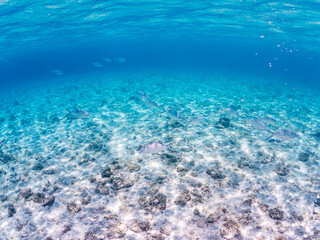 コバンアジ, Small spotted dart, Trachinotus baillonii, アジ科,
美しい白砂ビーチの半水面撮影。
観光客やパラソルも見える。
美しいサンゴ礁と熱帯魚の群れ。
嘉比島沖縄県
島尻郡慶良間諸島座間味島-2025
サンゴの産卵があり卵が漂う。沖縄本島から40km西方の諸島。30以上の島嶼群全体が国立公園に指定。珊瑚礁の青い海と白い砂浜は世界屈指の美。貴重