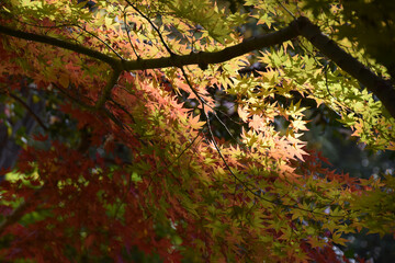 Maple leaves at their peak of autumn color - backlit watermark shot (standard angle of view) / 紅葉の見頃となったもみじの葉～逆光での透かし撮り(標準画角撮影)