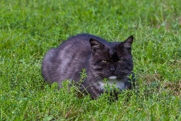 A black and gray cat rests low in bright green grass. Its narrow eyes seem skeptical of every intention around. Even while silent and still, its presence radiates streetwise experience.