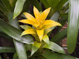 黄色のグズマニア