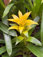 黄色のグズマニア