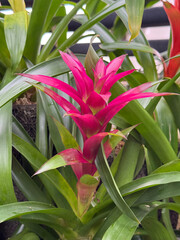 ピンクのグズマニア