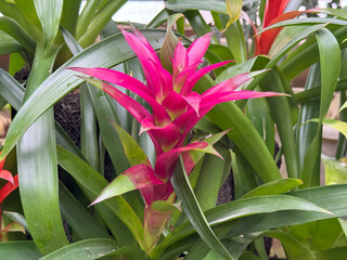 ピンクのグズマニア