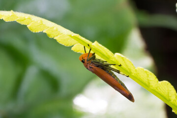 Macro of a Bright Orange and Brown Leafhopper Nymph Clinging to a Green Leaf