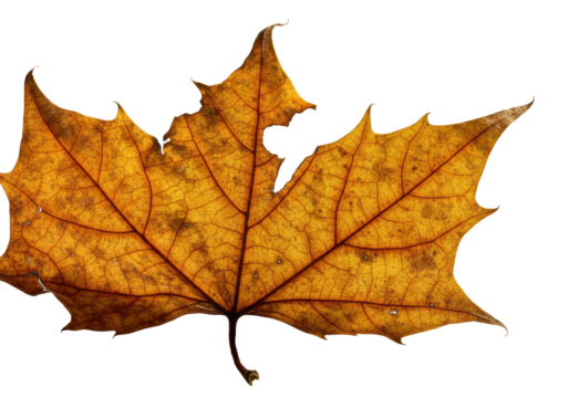 Extreme macro of a single crumpled, torn autumn maple leaf showing intricate dried fibers, ochre, rust, golden hues, isolated on transparent with raking light. Concept of autumn's delicate beauty