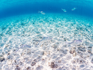 コバンアジ, Small spotted dart, Trachinotus baillonii, アジ科,
美しい白砂ビーチの半水面撮影。
観光客やパラソルも見える。
美しいサンゴ礁と熱帯魚の群れ。
嘉比島沖縄県
島尻郡慶良間諸島座間味島-2025
サンゴの産卵があり卵が漂う。沖縄本島から40km西方の諸島。30以上の島嶼群全体が国立公園に指定。珊瑚礁の青い海と白い砂浜は世界屈指の美。貴重