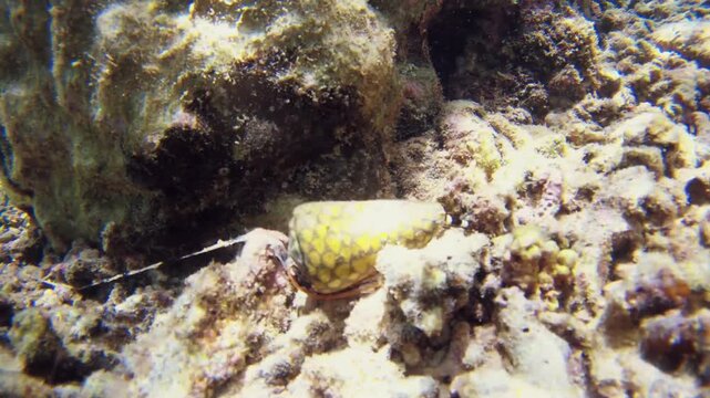 Dangerous black and yellow Conus marmoreus sea snail crawling on sand in shallow water near Borneo island, time-lapse macro footage of a venomous marine predator with extended proboscis.