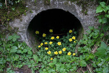 Springtime greenery creeping into the mouth of an underground cave
