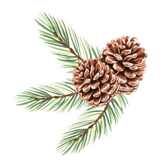 Fototapeta premium Spruce, pine branch with cones watercolor isolated illustration for christmas or autumn desing. Hand-drawn fir twig with green needles for winter holiday decorate. Sketch of evergreen conifer for card