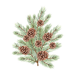 Fototapeta premium Spruce, pine branch with cones watercolor isolated illustration for christmas or autumn desing. Hand-drawn fir twig with green needles for winter holiday decorate. Sketch of evergreen conifer for card