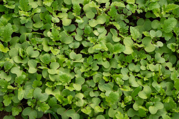 Young green mustard (Sinapis alba) plants growing densely as natural green manure before plowing, improving soil fertility and structure.