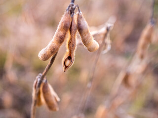 Close-up of ripe soybean (Glycine max) pod with visible seed inside, ready for harvest, used for oil, tofu, soy milk, animal feed, and biofuel.