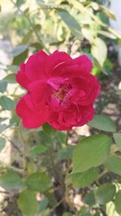 red rose in garden