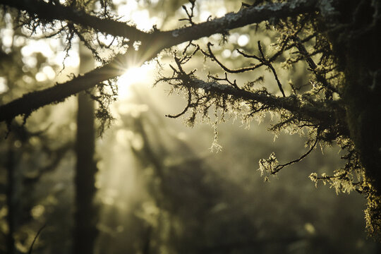 Sunbeams piercing through forest branches, casting shadows on lichen