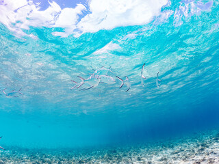 コバンアジ, Small spotted dart, Trachinotus baillonii, アジ科,
美しい白砂ビーチの半水面撮影。
観光客やパラソルも見える。
美しいサンゴ礁と熱帯魚の群れ。
嘉比島沖縄県
島尻郡慶良間諸島座間味島-2025
サンゴの産卵があり卵が漂う。沖縄本島から40km西方の諸島。30以上の島嶼群全体が国立公園に指定。珊瑚礁の青い海と白い砂浜は世界屈指の美。貴重