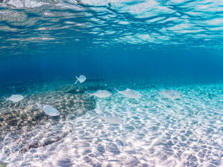 コバンアジ, Small spotted dart, Trachinotus baillonii, アジ科,
美しい白砂ビーチの半水面撮影。
観光客やパラソルも見える。
美しいサンゴ礁と熱帯魚の群れ。
嘉比島沖縄県
島尻郡慶良間諸島座間味島-2025
サンゴの産卵があり卵が漂う。沖縄本島から40km西方の諸島。30以上の島嶼群全体が国立公園に指定。珊瑚礁の青い海と白い砂浜は世界屈指の美。貴重