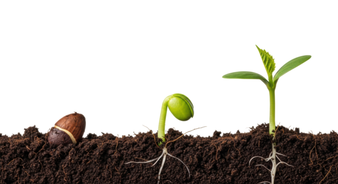 A clear horizontal sequence shows a dark brown seed, delicate green sprout, and vibrant seedling in moist soil against a transparent background with copy space, concept of plant growth stages