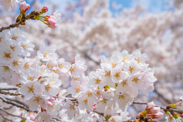 満開の桜