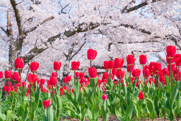チューリップと桜