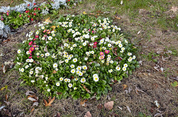 Fototapeta premium Bellis perennis flowers in open ground. Lush blooming common garden bellis in city park. Family name Asteraceae, Scientific name Bellis