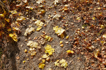 Autumn leaves on ground in forest. The bright colors of fall. Autumn fall leaves in sunlight. Blurred leaf background