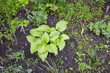 Beautiful Hosta leaves. Hosta - an ornamental plant for landscaping park and garden design. Family name Asparagaceae, Scientific name Hosta plantaginea