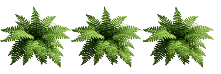 Three lush fern plants in a horizontal row