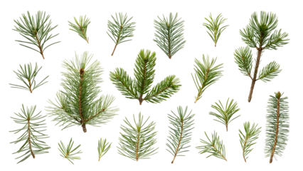 set of different christmas tree branches: pine, fir, spruce tree isolated on white or transparent png
