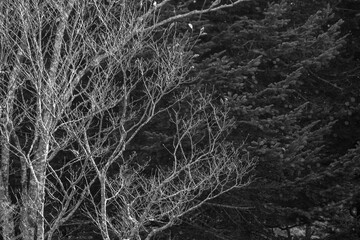 Bare autumn trees against a dense forest background