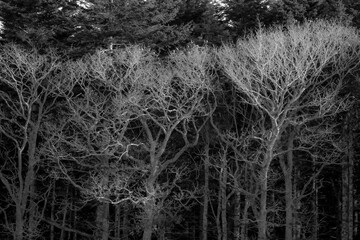 Bare autumn trees against a dense forest background